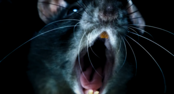 Atentos, porque el tráiler de “Rats” puede ser lo más grimoso del año