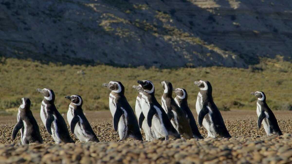 Patagonia: Life on the Edge of the World — fotograma oficial